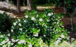 Fall In Love Cold Hardy Gardenia - 1 Gallon Pot -Garden Plants Shop Gardenia Fallin In Love Shrub