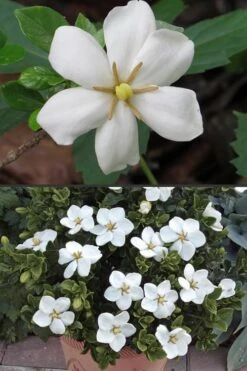 Hardy Fragrant Daisy Gardenia Bush - 2.5 Quart Pot -Garden Plants Shop Gardenia Hardy Daisy 500x750 4