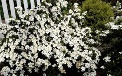 Heaven Scent Gardenia - 2 Gallon Pot -Garden Plants Shop Gardenia Heaven Scent 17 2