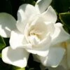 Jubilation Gardenia - 2.5 Quart Pot -Garden Plants Shop Gardenia Jubilation BS 4