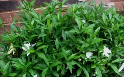 Radicans Creeping Dwarf Gardenia - 6 Pack Of 1 Gallon Pots -Garden Plants Shop Gardenia Radicans 53