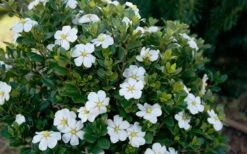 ScentAmazing Gardenia - 2 Gallon Pot -Garden Plants Shop Gardenia Scentamazing Shrub 1