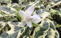 Variegated Gardenia - 1 Gallon Pot 10 Variegated Gardenia - 1 Gallon Pot -Garden Plants Shop Gardenia Variegated 1