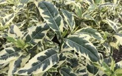 Variegated Gardenia - 1 Gallon Pot 11 Variegated Gardenia - 1 Gallon Pot -Garden Plants Shop Gardenia Variegated 2
