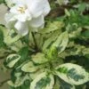 Variegated Gardenia - 1 Gallon Pot -Garden Plants Shop Gardenia Variegated BS