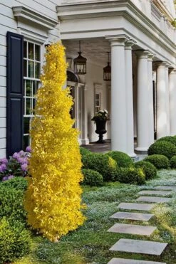Sky Tower Ginkgo Maidenhair Tree (Male) - 3 Gallon Pot -Garden Plants Shop Ginkgo Sky Tower 1 1