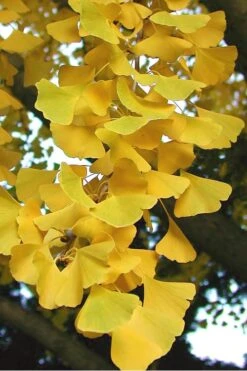 Sky Tower Ginkgo Maidenhair Tree (Male) - 3 Gallon Pot -Garden Plants Shop Ginkgo Sky Tower 2 1