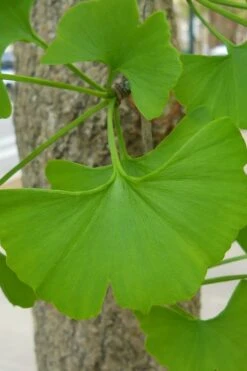 Sky Tower Ginkgo Maidenhair Tree (Male) - 2 Gallon Pot -Garden Plants Shop Ginkgo Tree 11