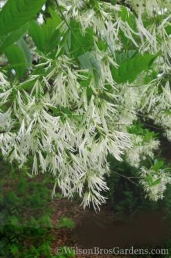 Grancy Graybeard - White Fringe Tree - 3 Gallon Pot -Garden Plants Shop Grancy Graybeard Tree 30