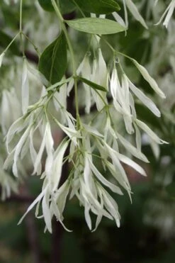 Grancy Graybeard - White Fringe Tree - 3 Gallon Pot -Garden Plants Shop Grancy Graybeard Tree 32