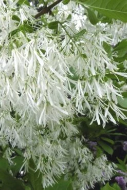 Grancy Graybeard - White Fringe Tree - 3 Gallon Pot