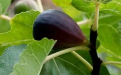 Black Mission Fig Tree - 6 Pack Of 1 Gallon Pots -Garden Plants Shop Grape Black Mission 50