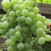 Himrod Seedless Grape Vine - 2 Gallon Pot -Garden Plants Shop Grape Himrod 1