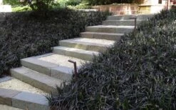 Black Mondo Grass - Ophiopogon Planiscapus 'Nigrescens' - 6 Pack Of 1 Gallon Pots -Garden Plants Shop Grass Mondo Black