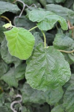 Harry Lauder's Walking Stick - Corylus Avellana 'Contorta' - 2 Gallon Pot -Garden Plants Shop Harry Lauder Walking Stick 12