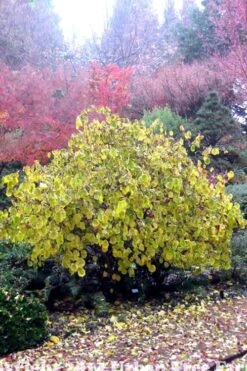 Harry Lauder's Walking Stick - Corylus Avellana 'Contorta' - 2 Gallon Pot -Garden Plants Shop Harry Lauder Walking Stick 15