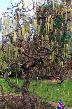Harry Lauder's Walking Stick - Corylus Avellana 'Contorta' - 2 Gallon Pot -Garden Plants Shop Harry Lauder Walking Stick 16