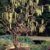 Harry Lauder's Walking Stick - Corylus Avellana 'Contorta' - 2 Gallon Pot -Garden Plants Shop Harry Lauder Walking Stick 17