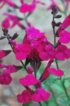 Heatwave Brilliance Salvia (Sage) - 1 Gallon Pot -Garden Plants Shop Heatwave Brilliance Salvia 500x750 1