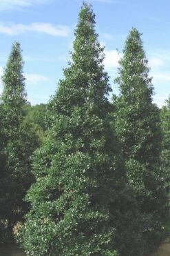 Foster's No. 2 Holly - 3 Gallon Pot -Garden Plants Shop Holly Fosters No 2 500x750 1