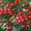 Foster's No. 2 Holly - 3 Gallon Pot -Garden Plants Shop Holly Fosters No 2 Berries 500x750 1