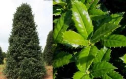 Mary Nell Holly - 1 Gallon Pot -Garden Plants Shop Holly Mary Nell