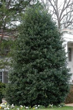 Nellie R. Stevens Holly - 3 Gallon Pot -Garden Plants Shop Holly Nellie Stephens 10