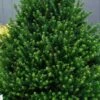 Pyramidal Compacta Japanese Holly - 3 Gallon Pot 1 Pyramidal Compacta Japanese Holly - 3 Gallon Pot -Garden Plants Shop Holly Pyramidal Compacta BS