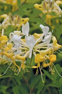Scentsation Fragrant Yellow Honeysuckle - Lonicera Periclymenum - 1 Gallon Pot -Garden Plants Shop Honeysuckle Scentsation 1