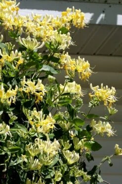 Scentsation Fragrant Yellow Honeysuckle - Lonicera Periclymenum - 1 Gallon Pot -Garden Plants Shop Honeysuckle Scentsation 3