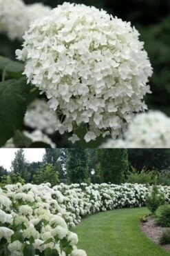 Annabelle Hydrangea - 3 Gallon Pot -Garden Plants Shop Hydrangea Annabelle 1 500x750 1