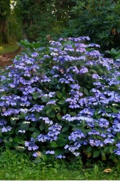 Blue Wave Lacecap Hydrangea - 3 Gallon Pot -Garden Plants Shop Hydrangea Blue Wave 3