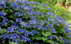 Bluebird Hydrangea - 3 Gallon Pot -Garden Plants Shop Hydrangea Bluebird 3
