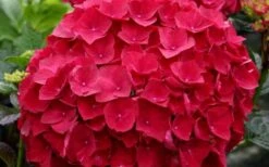 Cardinal Red Hydrangea - 6 Pack Of 1 Gallon Pots -Garden Plants Shop Hydrangea Cardinal
