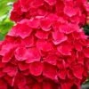 Cardinal Red Hydrangea - 6 Pack Of 1 Gallon Pots -Garden Plants Shop Hydrangea Cardinal Red BS