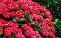 Cardinal Red Hydrangea - 6 Pack Of 1 Gallon Pots -Garden Plants Shop Hydrangea Cardinal Shrub In Bloom