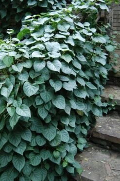 Moonlight Climbing Hydrangea - 1 Gallon Pot 19 Moonlight Climbing Hydrangea - 1 Gallon Pot -Garden Plants Shop Hydrangea Climbing Moonlight 2 1
