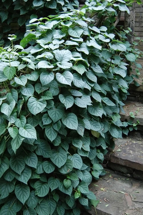 Moonlight Climbing Hydrangea - 1 Gallon Pot 9 Moonlight Climbing Hydrangea - 1 Gallon Pot - Image 7