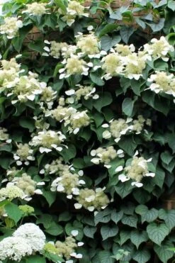 Moonlight Climbing Hydrangea - 1 Gallon Pot 20 Moonlight Climbing Hydrangea - 1 Gallon Pot -Garden Plants Shop Hydrangea Climbing Moonlight 3 1