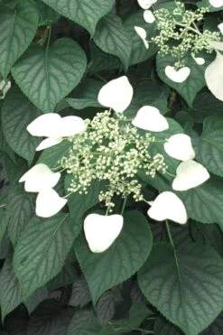 Moonlight Climbing Hydrangea - 1 Gallon Pot 16 Moonlight Climbing Hydrangea - 1 Gallon Pot -Garden Plants Shop Hydrangea Climbing Moonlight 5 1