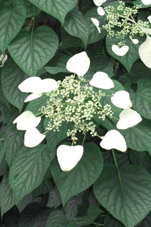 Moonlight Climbing Hydrangea - 5 Gallon Pot 6 Moonlight Climbing Hydrangea - 5 Gallon Pot - Image 4