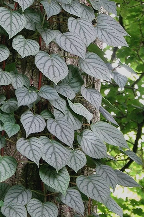 Moonlight Climbing Hydrangea - 1 Gallon Pot 13 Moonlight Climbing Hydrangea - 1 Gallon Pot - Image 11