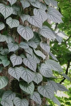 Moonlight Climbing Hydrangea - 5 Gallon Pot 23 Moonlight Climbing Hydrangea - 5 Gallon Pot -Garden Plants Shop Hydrangea Climbing Moonlight 6