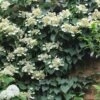 Moonlight Climbing Hydrangea - 1 Gallon Pot -Garden Plants Shop Hydrangea Climbing Moonlight 9 1