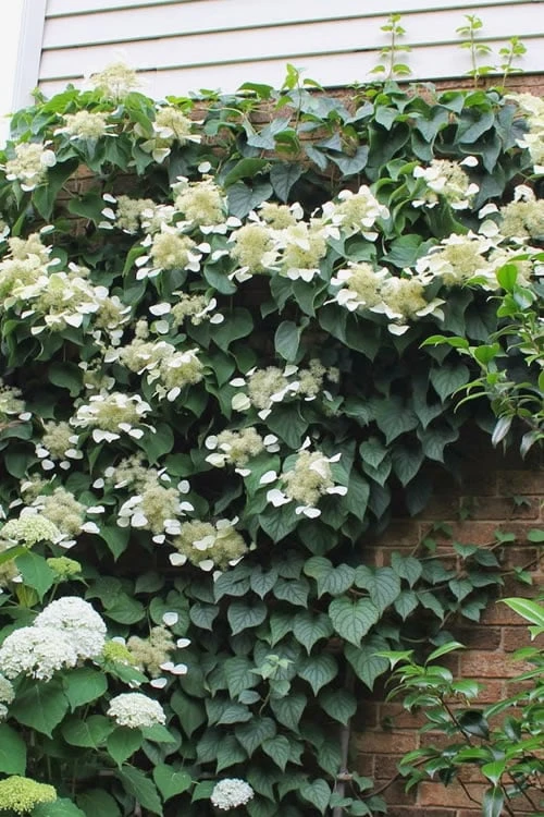 Moonlight Climbing Hydrangea - 1 Gallon Pot 3 Moonlight Climbing Hydrangea - 1 Gallon Pot