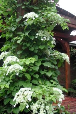 Climbing Hydrangea 'Petiolaris' - 5 Gallon Pot 18 Climbing Hydrangea 'Petiolaris' - 5 Gallon Pot -Garden Plants Shop Hydrangea Climbing Petiolaris 10