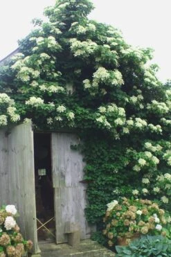 Climbing Hydrangea 'Petiolaris' - 5 Gallon Pot 15 Climbing Hydrangea 'Petiolaris' - 5 Gallon Pot -Garden Plants Shop Hydrangea Climbing Petiolaris 15
