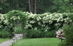 Moonlight Climbing Hydrangea - 5 Gallon Pot 22 Moonlight Climbing Hydrangea - 5 Gallon Pot -Garden Plants Shop Hydrangea Climbing Petiolaris 16 1