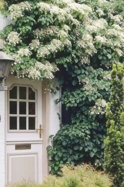Moonlight Climbing Hydrangea - 5 Gallon Pot 17 Moonlight Climbing Hydrangea - 5 Gallon Pot -Garden Plants Shop Hydrangea Climbing Petiolaris 17 1