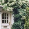 Climbing Hydrangea 'Petiolaris' - 5 Gallon Pot 1 Climbing Hydrangea 'Petiolaris' - 5 Gallon Pot -Garden Plants Shop Hydrangea Climbing Petiolaris 17